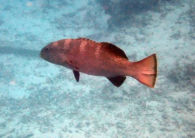 Plectropomus areolatus - Maldives