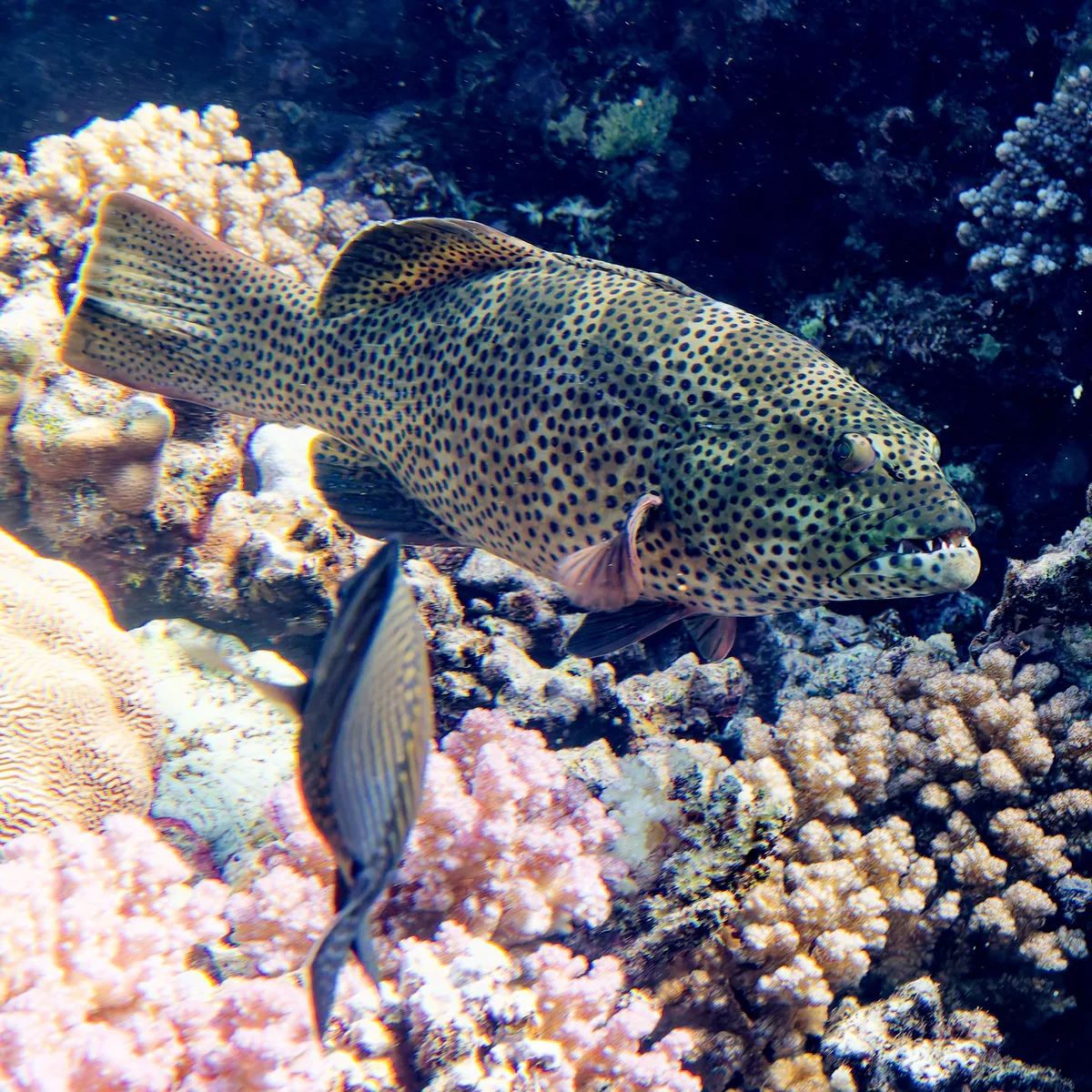 Plectropomus areolatus
