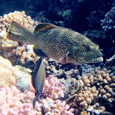 Plectropomus areolatus