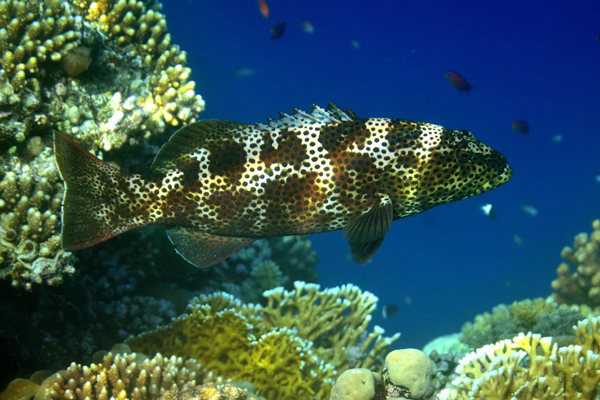 Plectropomus areolatus - Al Bahr al Ahmar, EG