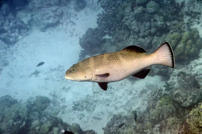 Plectropomus areolatus