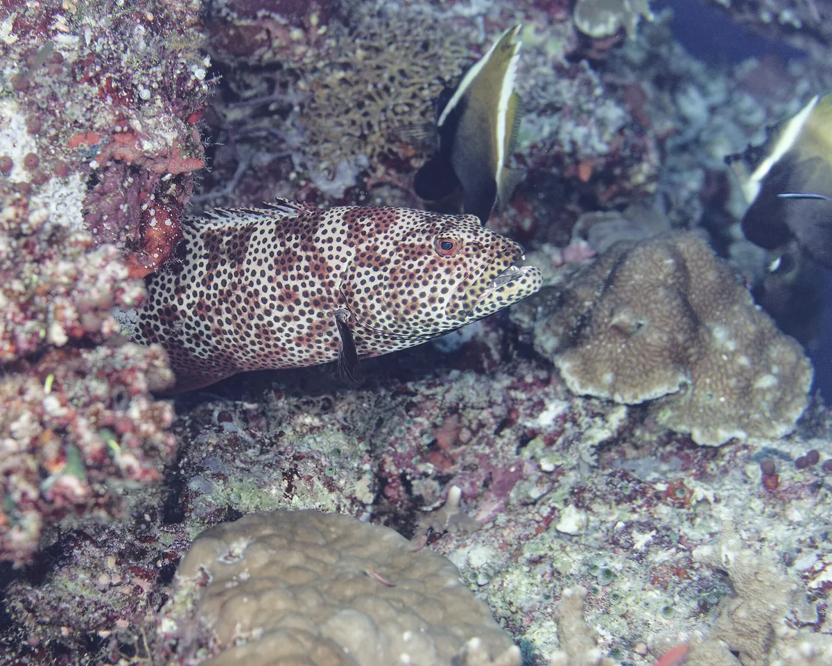 Plectropomus areolatus