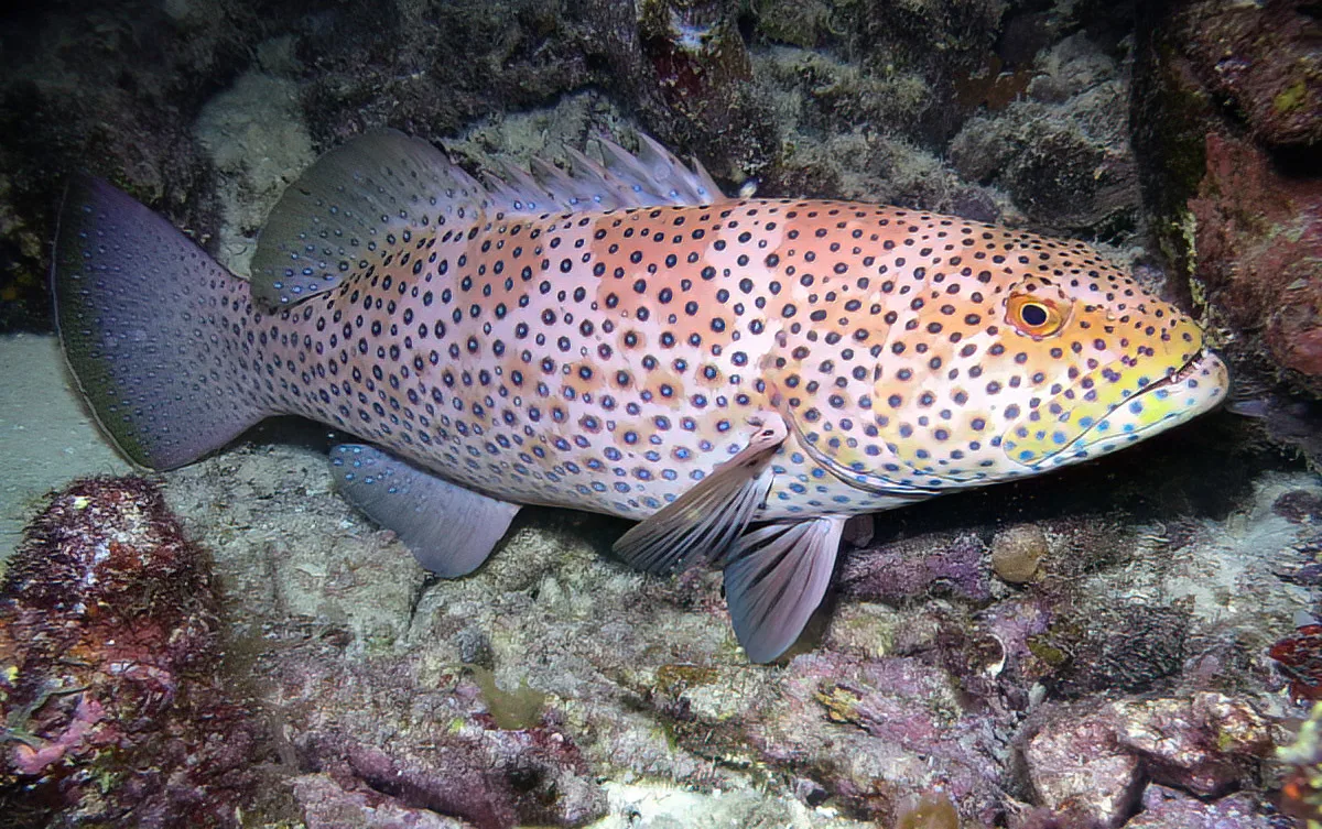 Plectropomus areolatus - Marshall Islands