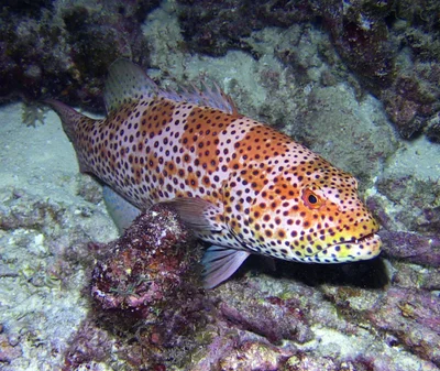 Plectropomus areolatus - Marshall Islands