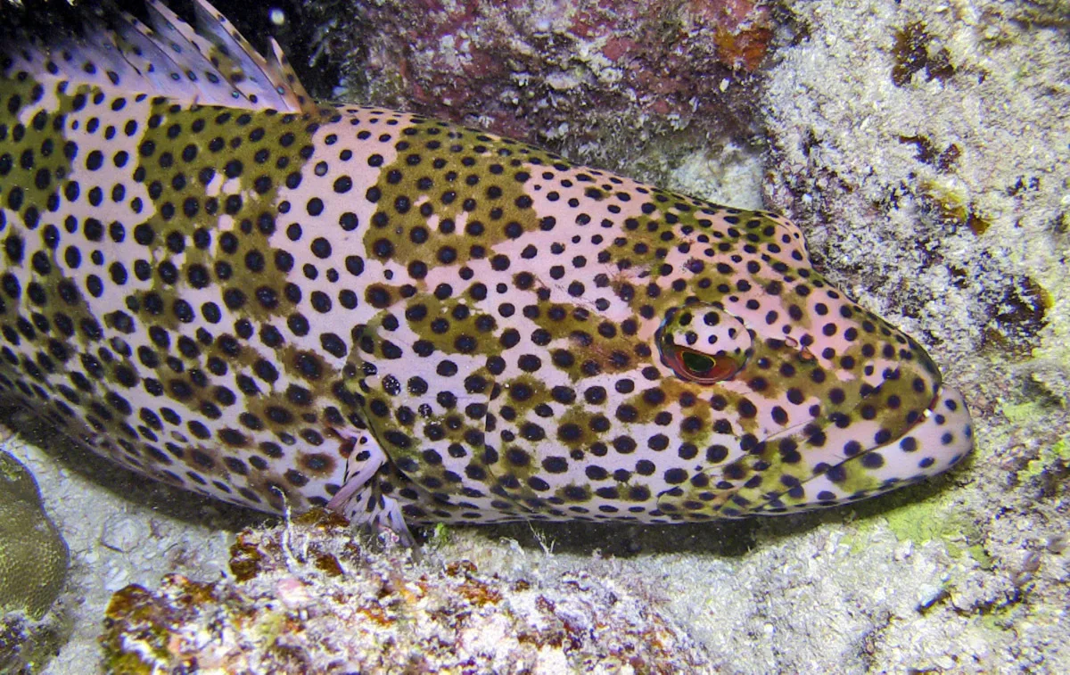 Plectropomus areolatus - Marshall Islands