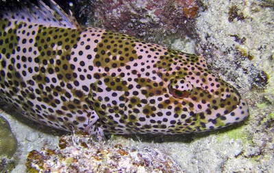 Plectropomus areolatus - Marshall Islands