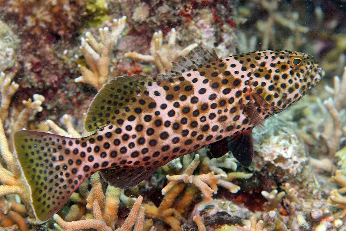 Plectropomus areolatus - Marshall Islands