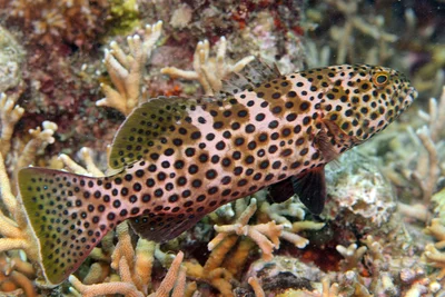 Plectropomus areolatus - Marshall Islands