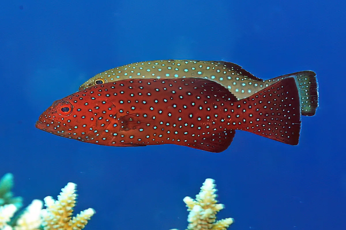 Plectropomus areolatus - Marshall Islands