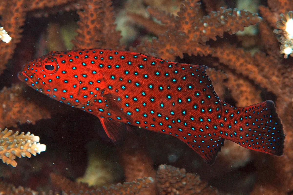 Plectropomus areolatus - Marshall Islands