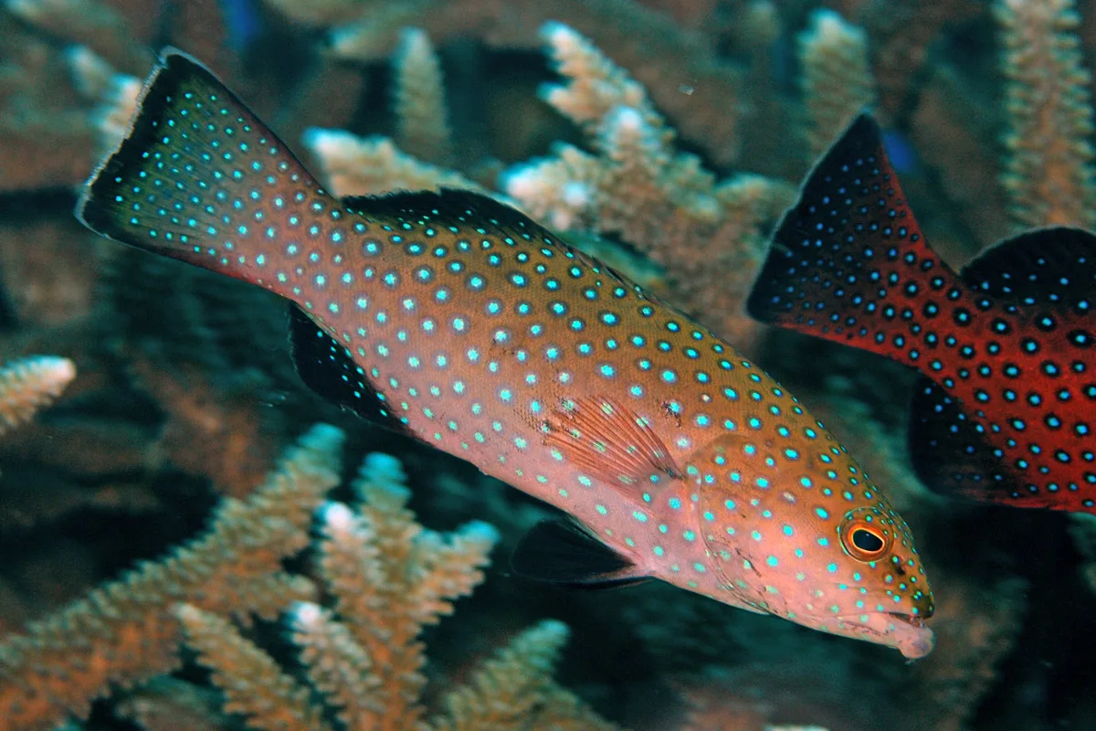Plectropomus areolatus - Marshall Islands