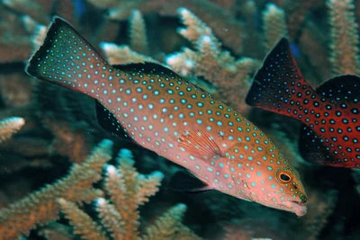 Plectropomus areolatus - Marshall Islands