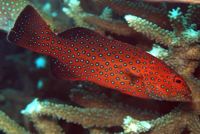 Plectropomus areolatus - Marshall Islands