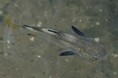 Ellochelon vaigiensis - North, SG