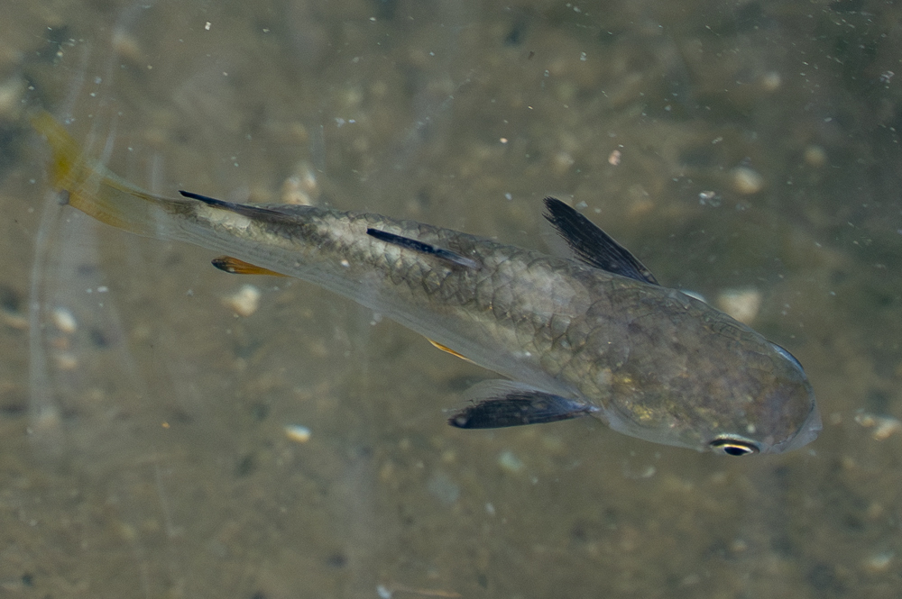 Ellochelon vaigiensis - North, SG