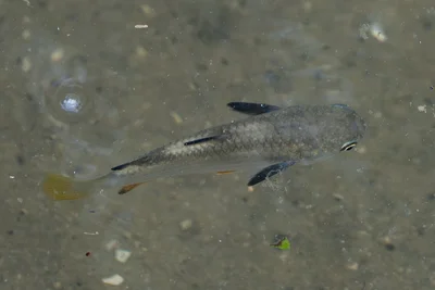 Ellochelon vaigiensis - North, SG