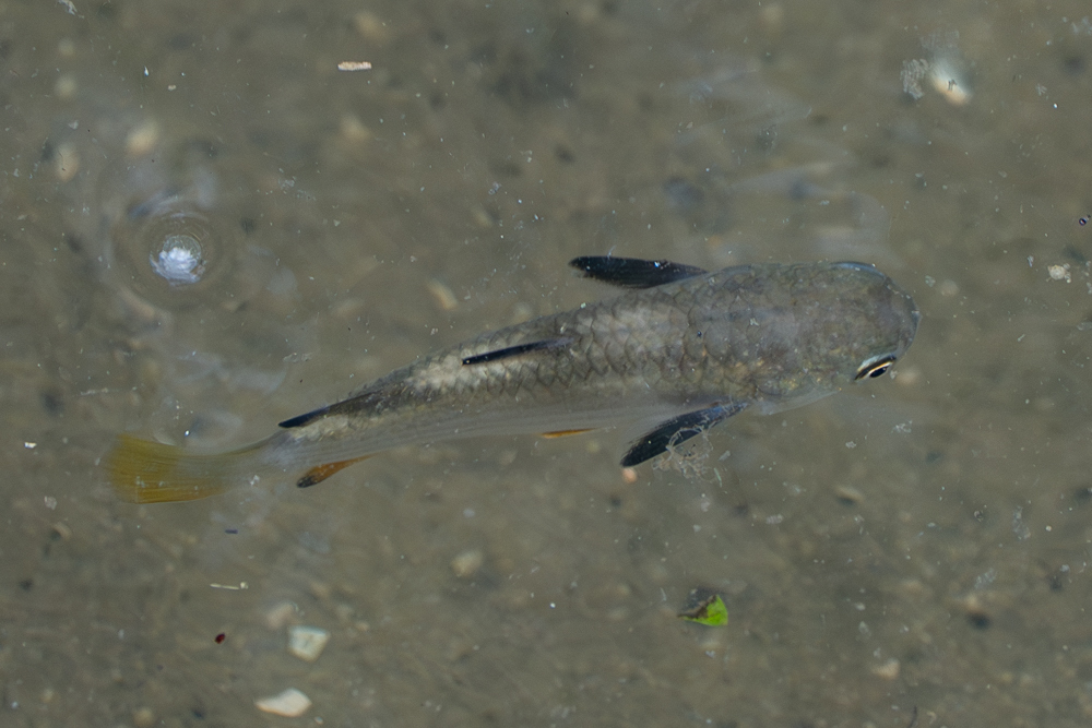 Ellochelon vaigiensis - North, SG