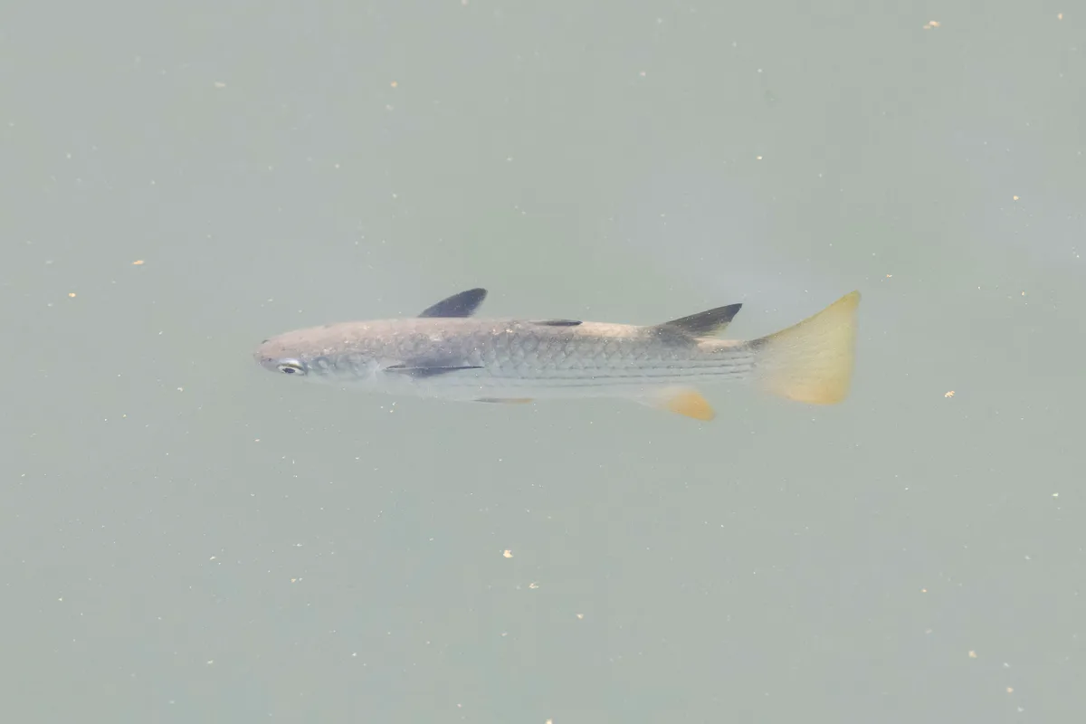 Ellochelon vaigiensis - Timur Laut, Pulau Pinang, Malaysia