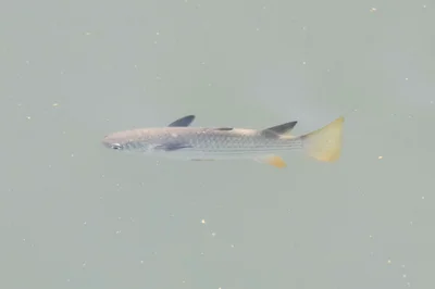 Ellochelon vaigiensis - Timur Laut, Pulau Pinang, Malaysia