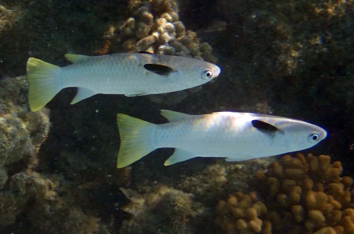 Ellochelon vaigiensis - Rangiroa, French Polynesia