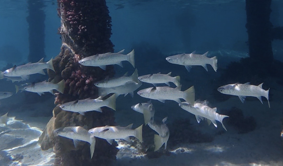 Ellochelon vaigiensis - Windward Islands, French Polynesia
