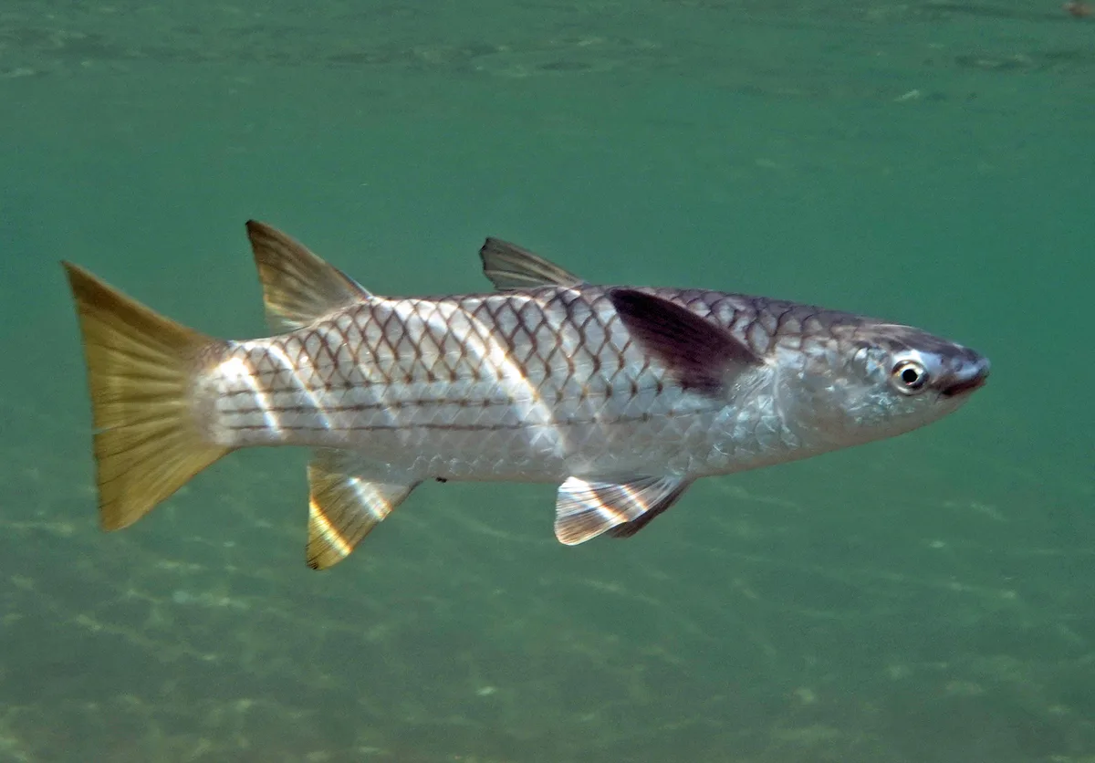 Ellochelon vaigiensis - Talandji WA 6710, Australia