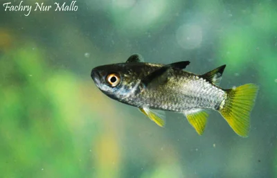 Ellochelon vaigiensis - Mamboro, Palu Utara, Palu City, Central Sulawesi, Indonesia