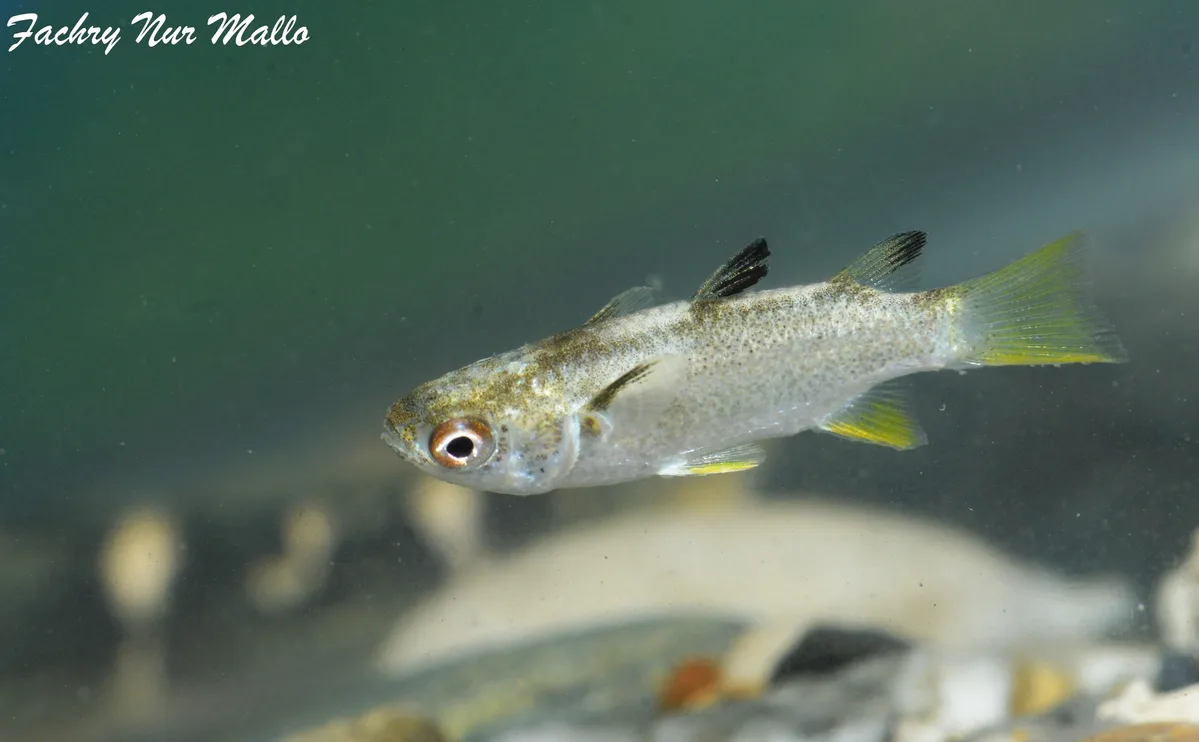 Ellochelon vaigiensis - Madale, North Poso Kota, Poso Regency, Central Sulawesi, Indonesia