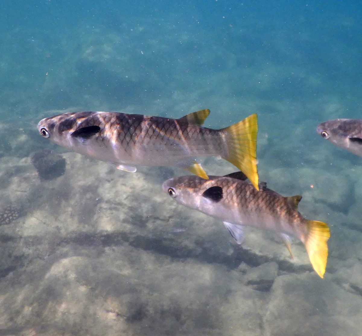Ellochelon vaigiensis - Baie des citrons sud, Nouméa, Nouvelle-Calédonie