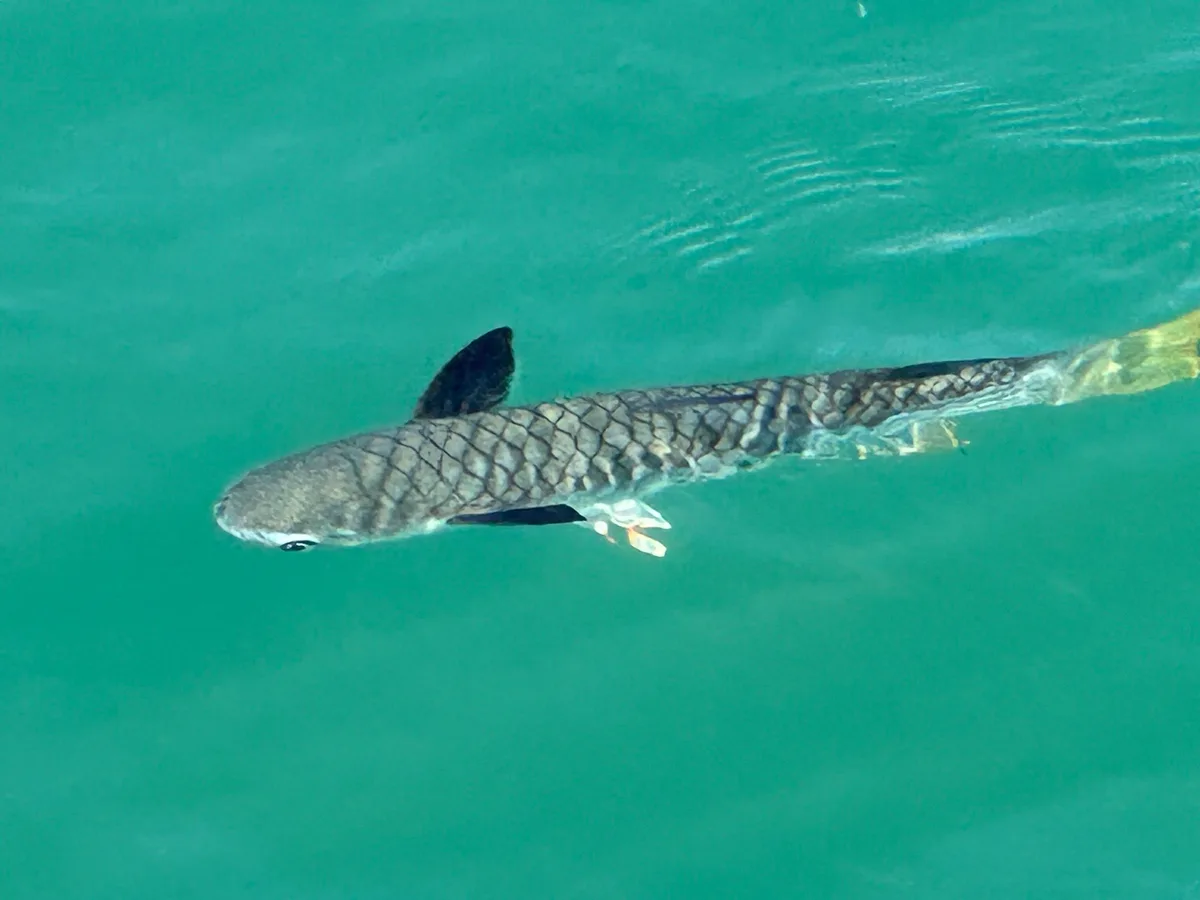 Ellochelon vaigiensis - Coral Bay, Cobourg, AU
