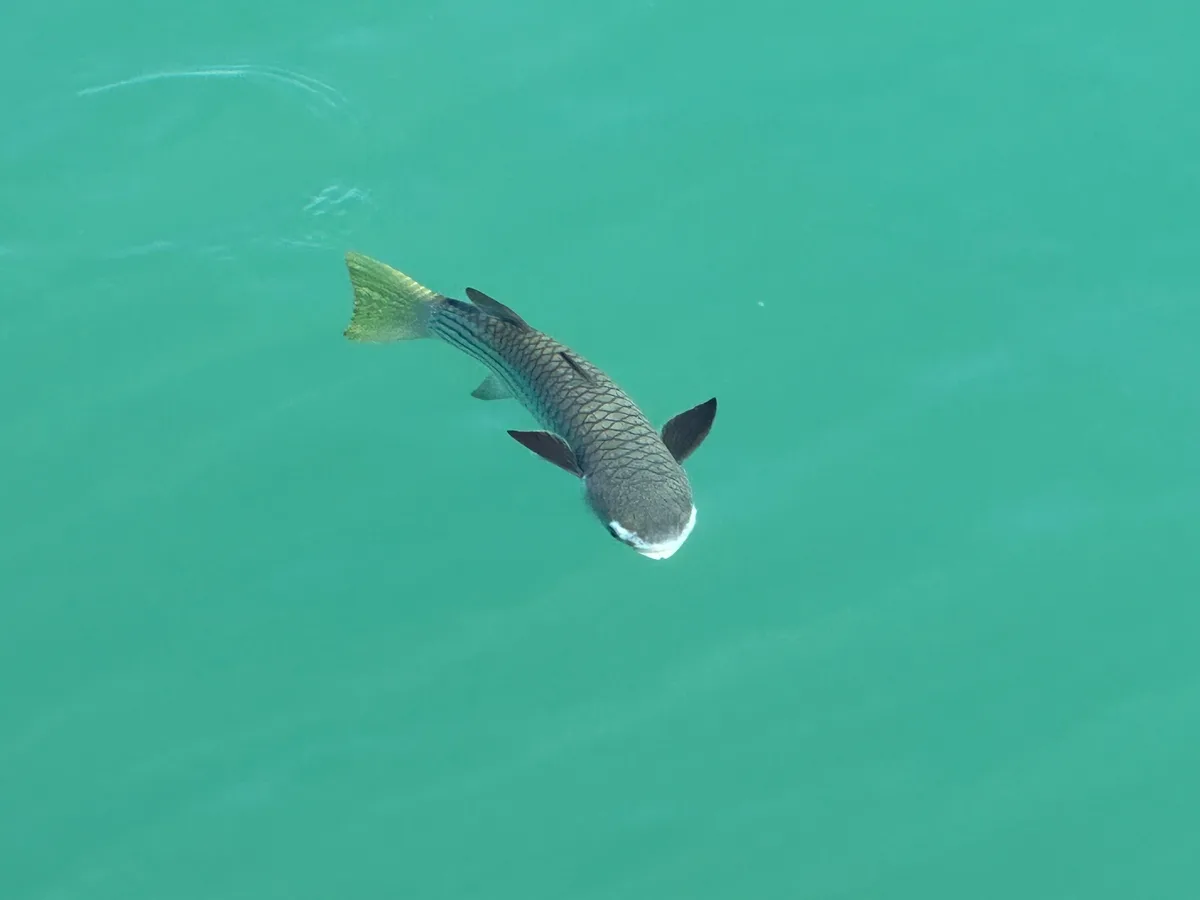 Ellochelon vaigiensis - Coral Bay, Cobourg, AU