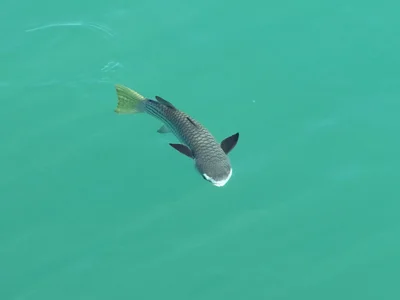 Ellochelon vaigiensis - Coral Bay, Cobourg, AU