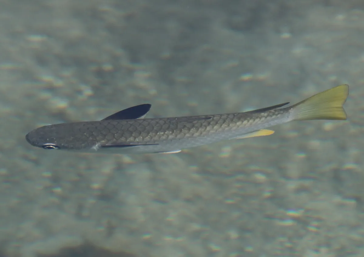 Ellochelon vaigiensis - Windward Islands, French Polynesia