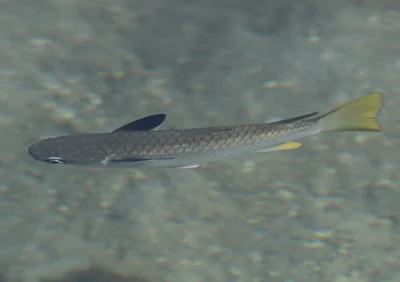 Ellochelon vaigiensis - Windward Islands, French Polynesia