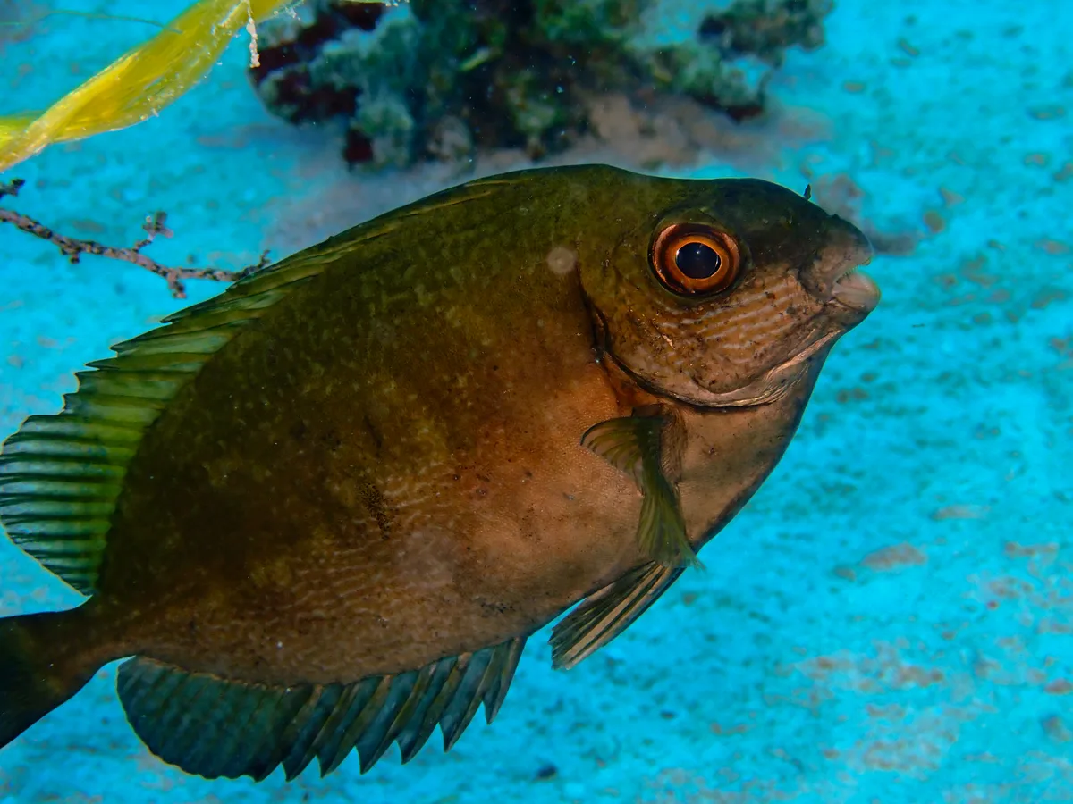 Squretail Rabbitfish