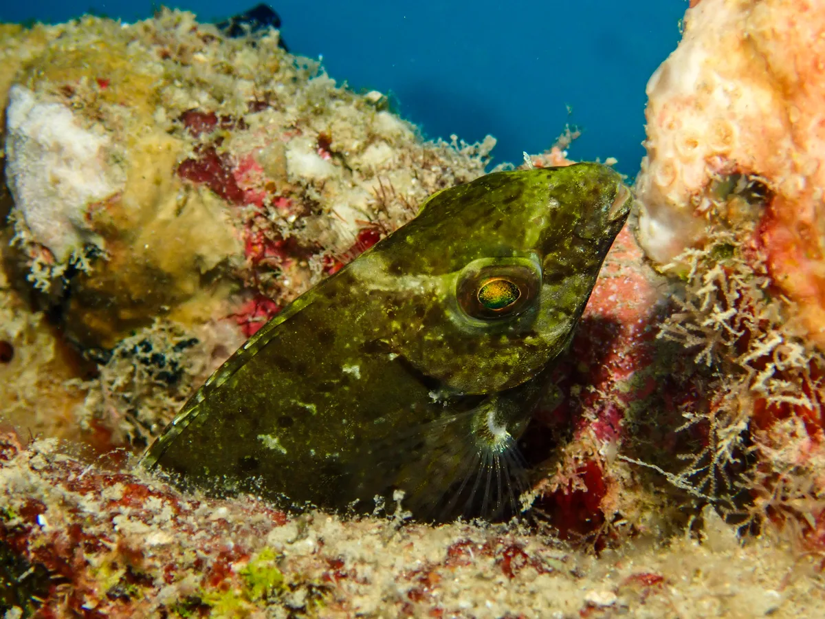 Squretail Rabbitfish