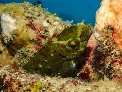 Squretail Rabbitfish
