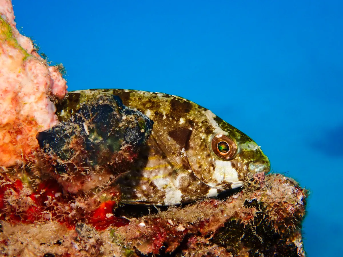 Squretail Rabbitfish