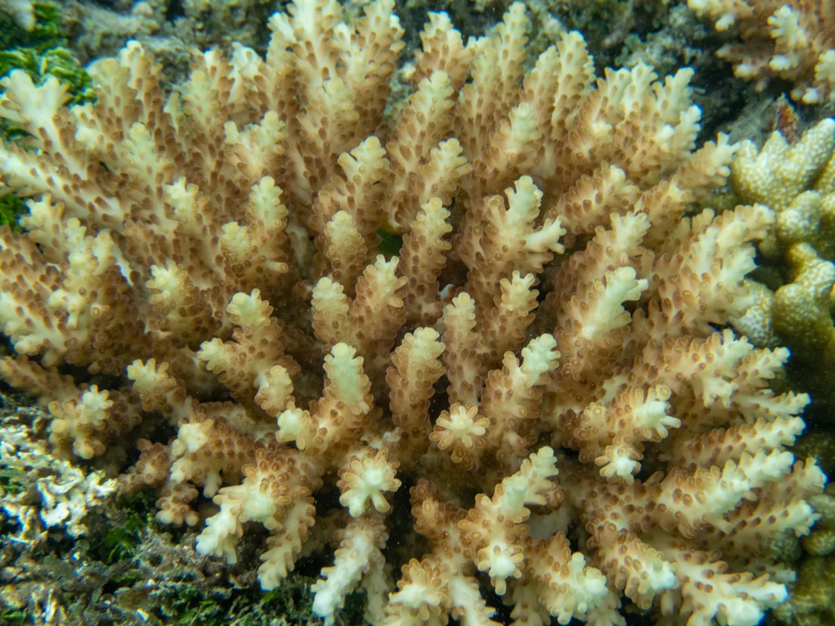 Acropora microclados - Vanuatu
