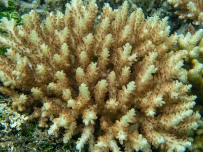 Acropora microclados - Vanuatu