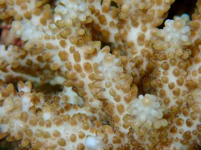 Acropora microclados - Raja Ampat, ID-IB, ID