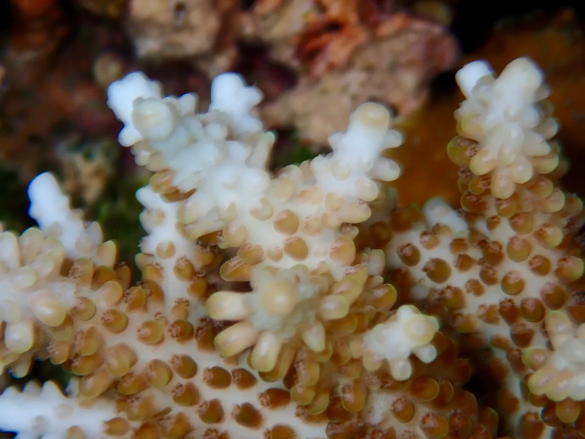 Acropora microclados - Raja Ampat, ID-IB, ID