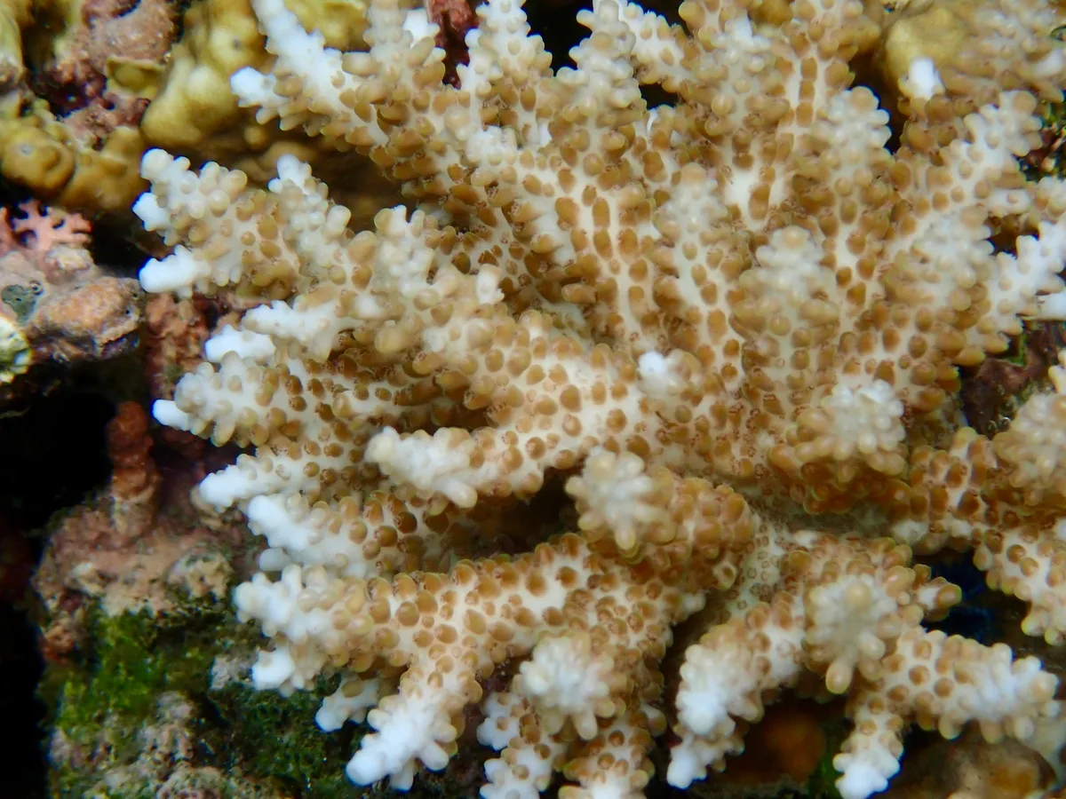 Acropora microclados - Raja Ampat, ID-IB, ID
