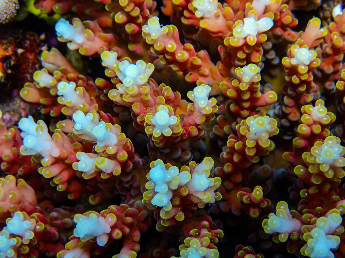 Acropora microclados - Indonesia