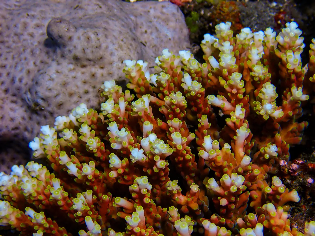 Acropora microclados - Indonesia