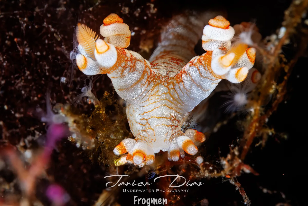 Bornella stellifera. Tulamben. Bali.