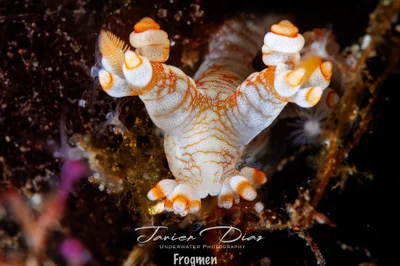 Bornella stellifera. Tulamben. Bali.