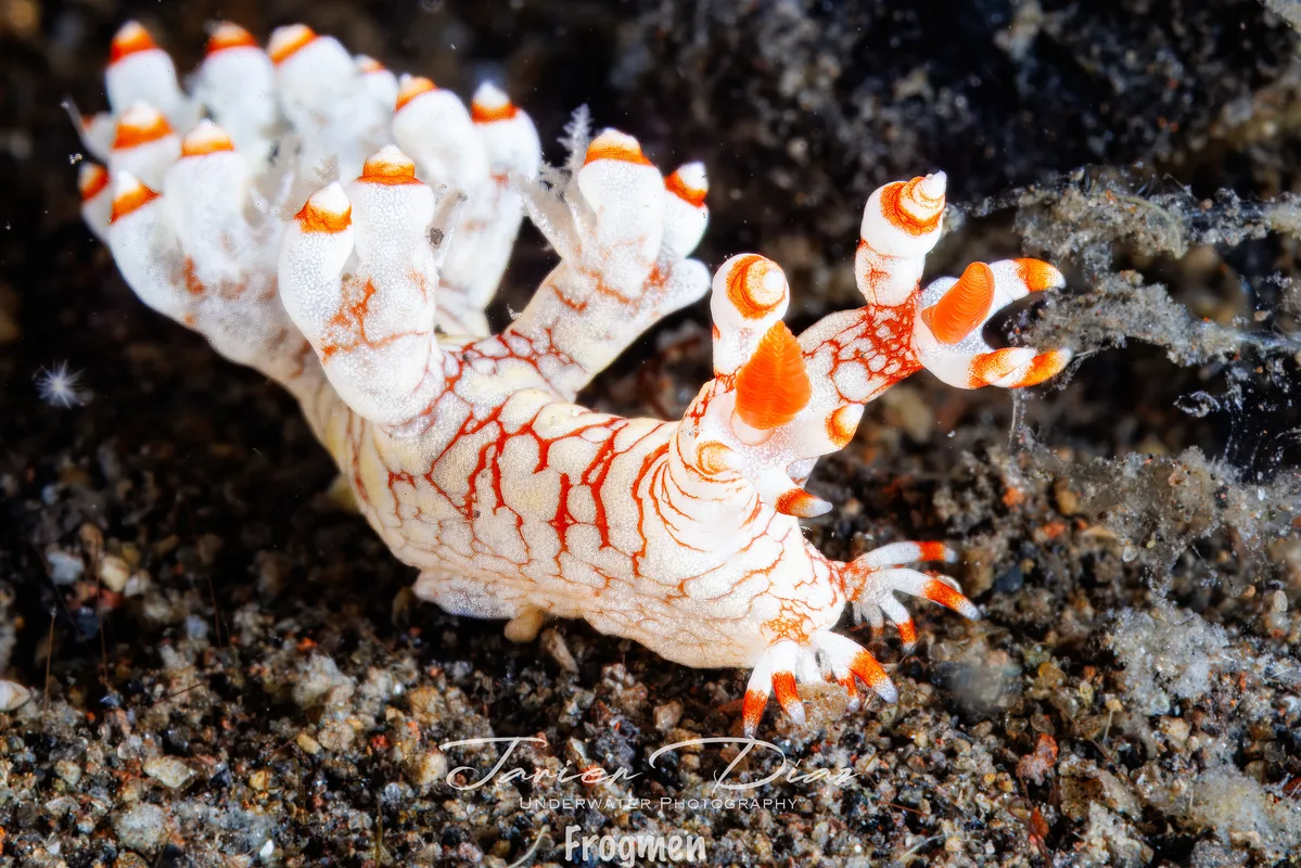 Bornella stellifera. Tulamben. Bali.