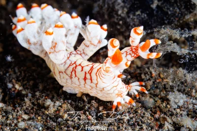 Bornella stellifera. Tulamben. Bali.