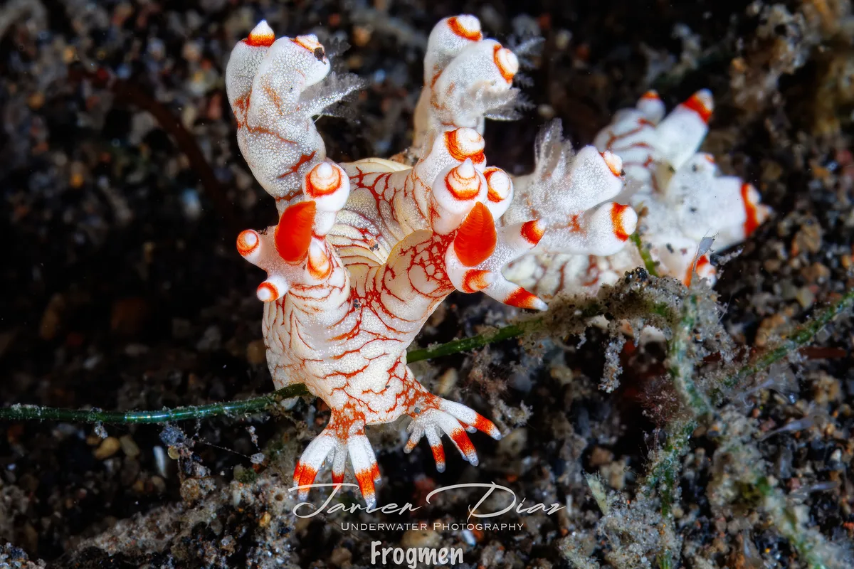 Bornella stellifera. Tulamben. Bali.